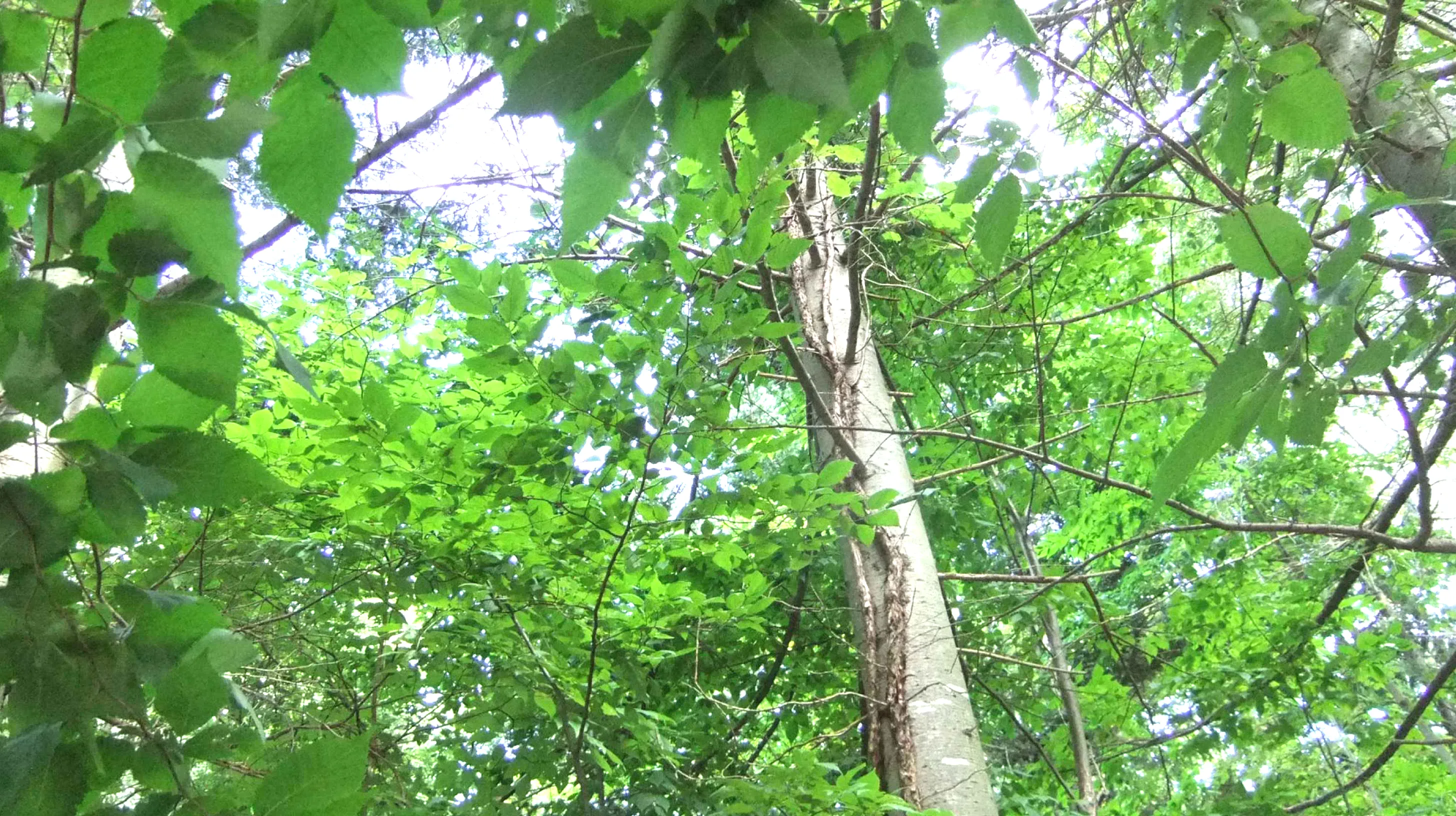 散骨の慈想堂 北海道 散骨とは