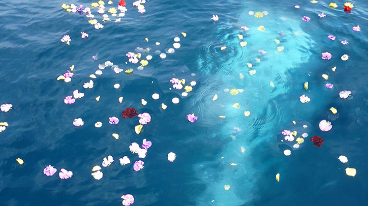 散骨の慈想堂 海 山 散骨